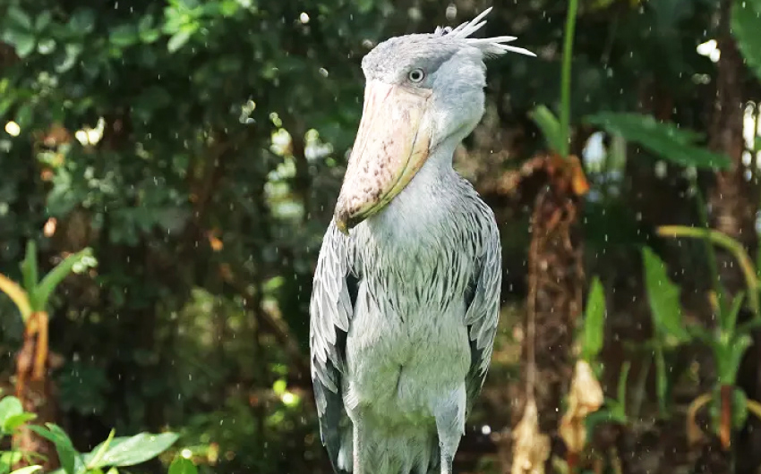 神戶動物王國